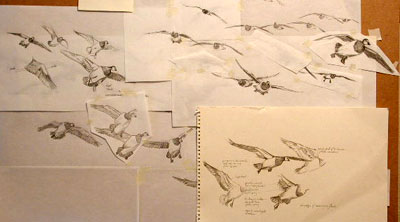 Barnacle Goose,  Branta leucopsis: reference drawings